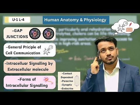 Cell Junctions | Cell communication | Contact dependent | Paracrine | Synaptic | Endocrine | HAP
