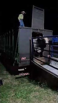 RODEIO: BOI, CAVALO E PEÃO EM AÇÃO #shorts