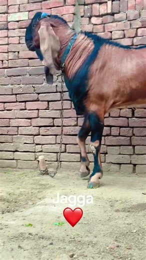 Celebrating Punjab Goat Lovers and Their Passion