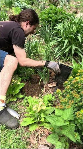 Easy Dahlia Planting #garden #dahlias #gardening
