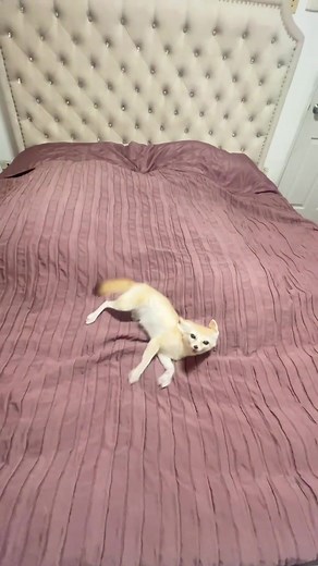 Exploring the Fennec Fox: The Smallest Fox Species