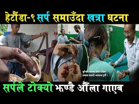 हेटौंडा -९, सर्प समाउदा टोक्यो, झण्डै औँला चैट। मट्टितेल परेपछी लियो रौद्ररुप । Rat Snake Rescue |