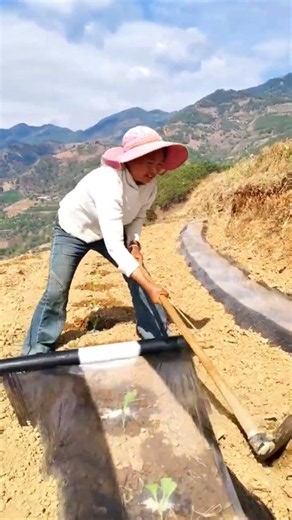 急斜面でマルチを固定する山地農業の手作業