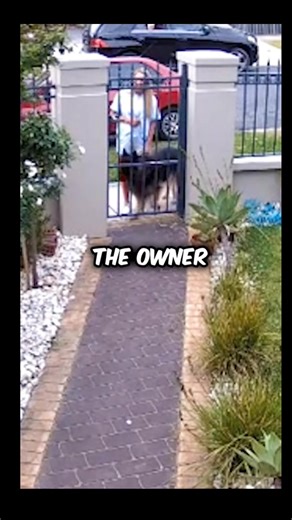 38K views · 540 reactions | This Dog Got Stuck Outside❤️ #DogGotStuck #StuckDog #DogRescue #FunnyDogMoments #DogProblems #PoorPuppy #DogAdventureGoneWrong #DogFails #RescueMoment #DogStory #PuppyRescue #CaughtOnCamera #DogDrama #DogLife #DogCaughtOutside #DogLover #DogTok #PetTok #DogVideos #DogComedy | PB Happy Stories | Facebook