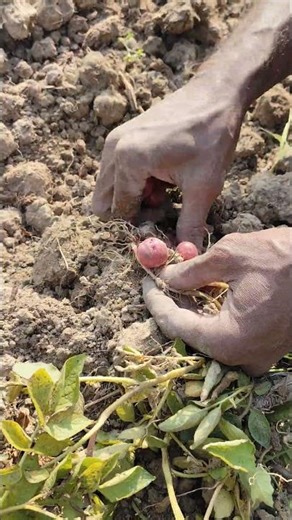 Red potato harvest vibes#HarvestVibes #FarmContent #RuralLife