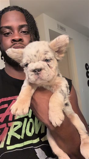 Fluffy French Bulldogs: Adorable Pet Videos Showcase