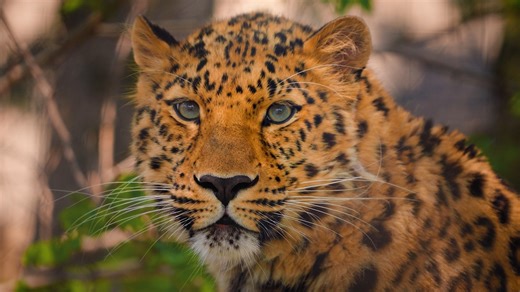 30K views · 710 reactions | Spot Antin in action! Our three-year-old...