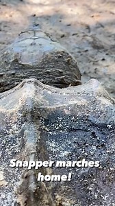 This big female snapper walks her way back to the river during a spring survey #alligatorsnappingturtle #macrochelys #usfws #wildlifeconservation #turtlereels #reptilereels #reelsinstagram | Greg’s Turtle Haven