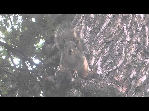 An adorable Fox Squirrel (Sciurus niger) at UT Austin chattering and barking.