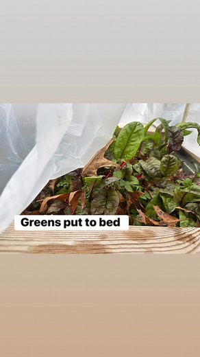 Greenhouse Greens Flowers Swiss chard Ready for first frost | Annette Reeder