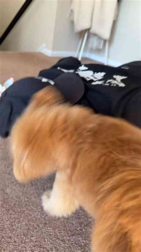 Barney gives dad sweet kisses during his workout