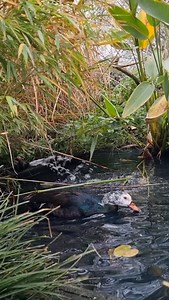 255 reactions | It's one of the main activities of birds during the...