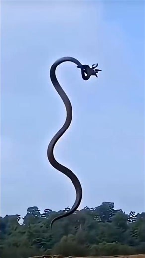 Flying Animals That Are Not Birds 😳 #short #shorts #youtubeshorts #nuralomOfficial