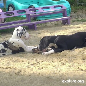 "Play you bitey face for this toy." *Yoink* Service Dog Project live cam moment by CamOp GeorgiaGolden. | Dog Bless You