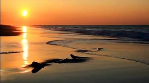 1.2K views · 599 reactions | TADYATA OM GATE GATE PARAGATE PARASAMGATE BODHI SOHA "O mantra que supera todo sofrimento. O mantra insuperável. O mantra que torna igual o que é desigual." Sutra do Coração da Prajnaparamita #budismo #buddhism #sutra #prajnaparamita | Budismo Engajado | Facebook