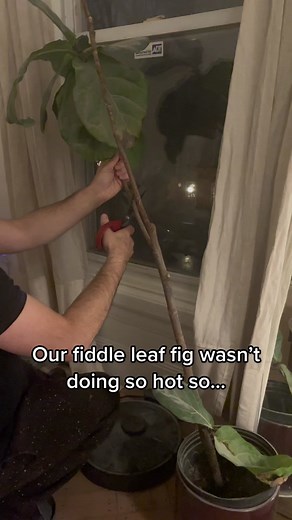 Troubleshooting Fiddle Leaf Fig Trees: Propagation and Care Tips