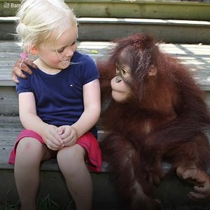 1.6M views · 10K reactions | This girl grew up with an orangutan as a...