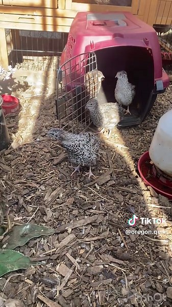Quail on TikTok