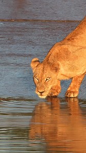 Adventure begins with Yellow Zebra Safaris. From Kenya’s Maasai Mara to the Okavango Delta in Botswana, our genuine safari experts craft tailor-made trips around your interests, budget, and schedule. Browse our top-rated itineraries and be inspired. | Yellow Zebra Safaris