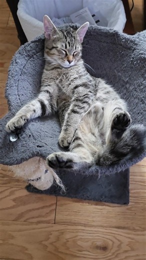 Cute Kitten Napping On His Back 😸
