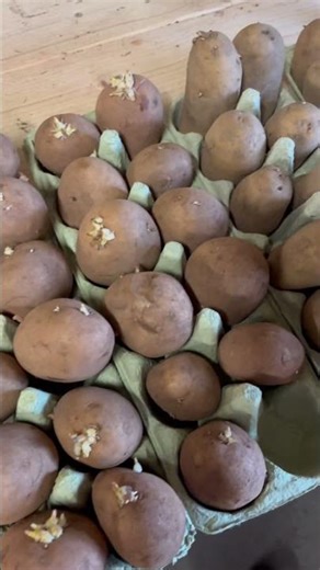 The BEST way to chit your Potatoes!