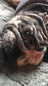 1.9K views · 177 reactions | Happy 2020! Sweet Angus is rolling into 2020 in comfort with a new bed! He wants to thank his supporter “Lisa” for her generous gift ❤️ | Florida English Bulldog Rescue | Facebook