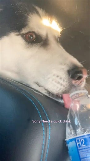 Car ride with winter ! #husky #pets #fyp #youtubeshorts #subscribe #viral #like #comment #famous