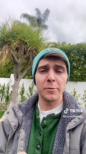 Ponytail palm/Elephant's foot (Beaucarnea recurvata)! #notapalm #succu...