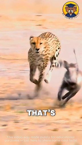 3 Animals That Make Cars Look Slow #wildlife #fblifestyletyle #nature | Be Animal Facts