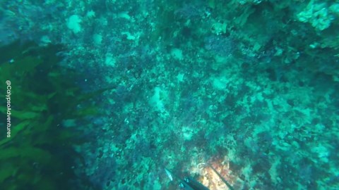 CUTTLEFISH SWIMS UP TO A DIVER
