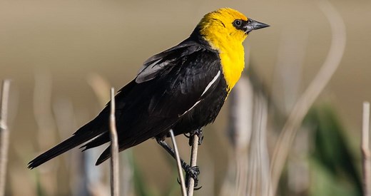 Yellow-headed Blackbird Identification, All About Birds, Cornell Lab of Ornithology