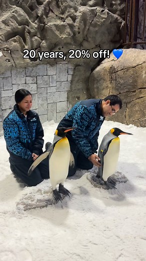 Celebrate 20 Years of Ski Dubai! 🎿 Enjoy penguins, skiing & 20% OFF till Nov 7 | Ski Dubai