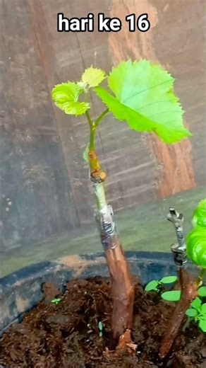 pohon anggur #caramenanambuah #kebunbuah #pohonanggur #pohonbuah