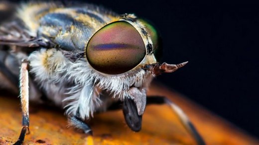 Horsefly season: How to avoid being bitten