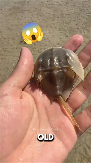 4 Real-Life Animals That Look Like Pokémon 🤯