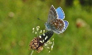 Adonis Blue (Polyommatus bellargus) ♂ ©