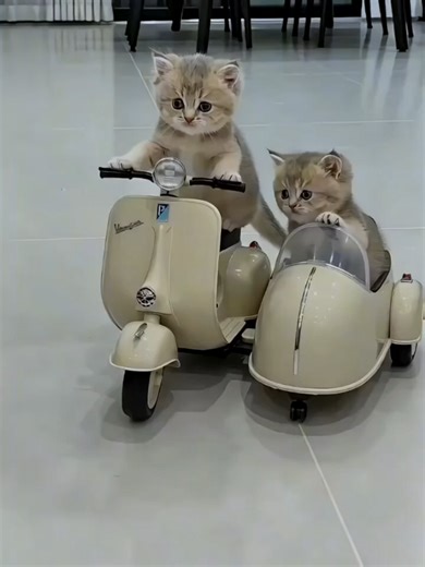 So Cute! Adorable Cat Moments