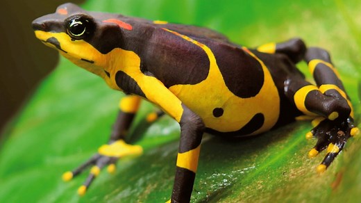 Saving one of the world’s rarest toads from extinction