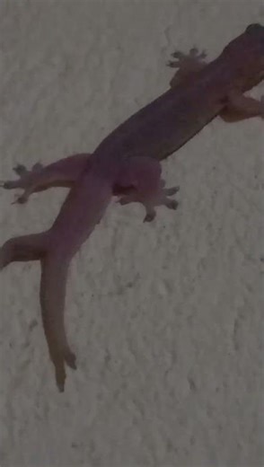 lizard 🦎 crying #funny #foryou #watching #youtubeshort