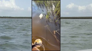 Cedar Key leaders investigate cause of fish kill: ‘Aquaculture is what we do’