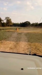 Leopard Surprise Attack On Impala. | Eating Sounds