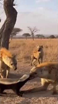 The honey badger's bravery It doesn't fear hyenas even while eating honey, #wildlifeecology #eco