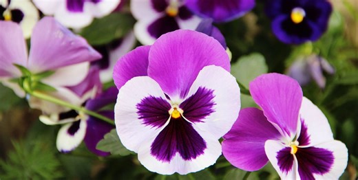 What to plant in September — and the garden jobs you shouldn’t miss