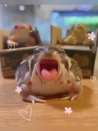 Cute Fat Frog Yawning #shorts