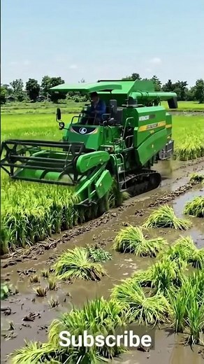🚜 Colheita de Arroz Gigante! Veja a Máquina Trabalhando no Campo Alagado 🌾😱