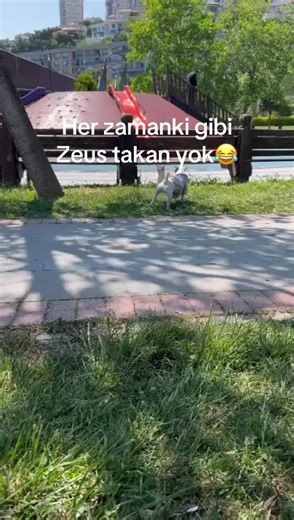 Ben bu kediyimi alıp beslesem acaba#zeus