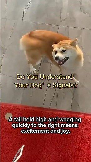 English: How to Read Your Dog’s Body Language | Dog Signals Explained#Dogs #DogLovers #DogSignals