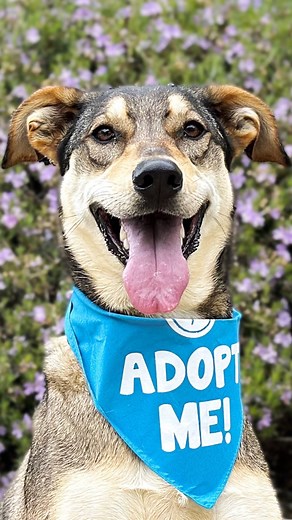 1.7K views · 124 reactions | ADOPT: Ripley  Shepherd Lab Mix |...
