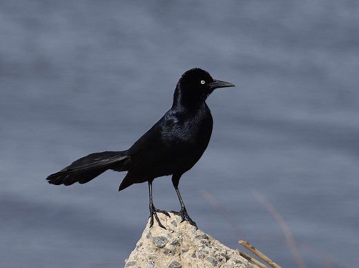 Grackles In North America (All You Need To Know)