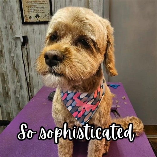 Cockapoo dog grooming with long eye lashes #dogcare #pet #haircut